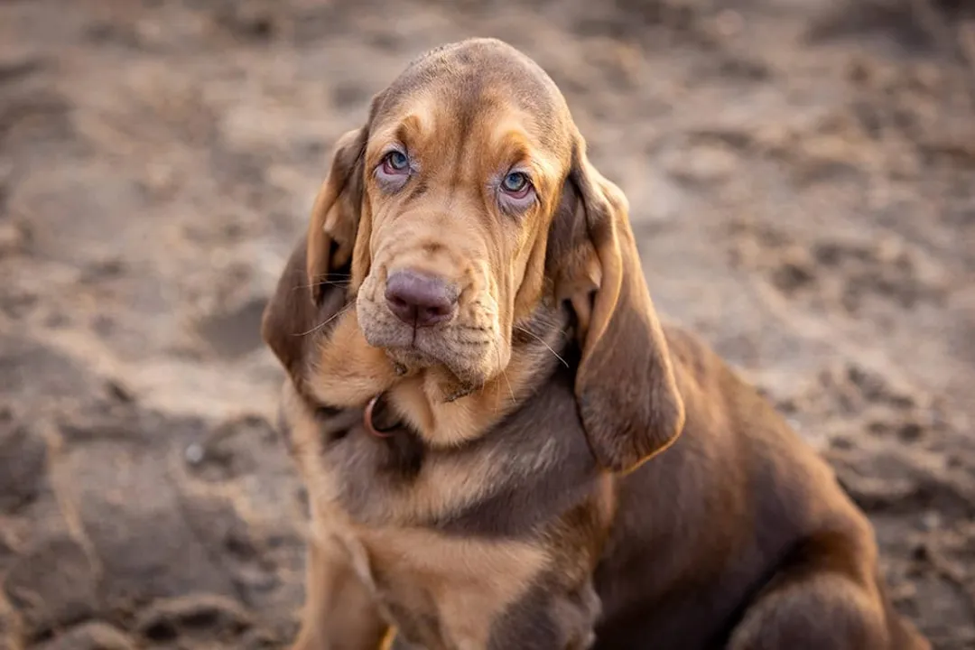 What is the rarest Bloodhound color?, Standard Colors