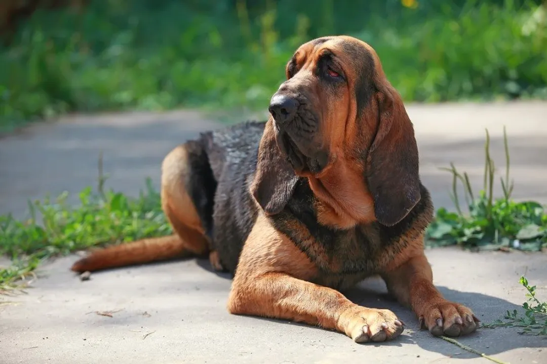 What is the rarest Bloodhound color?