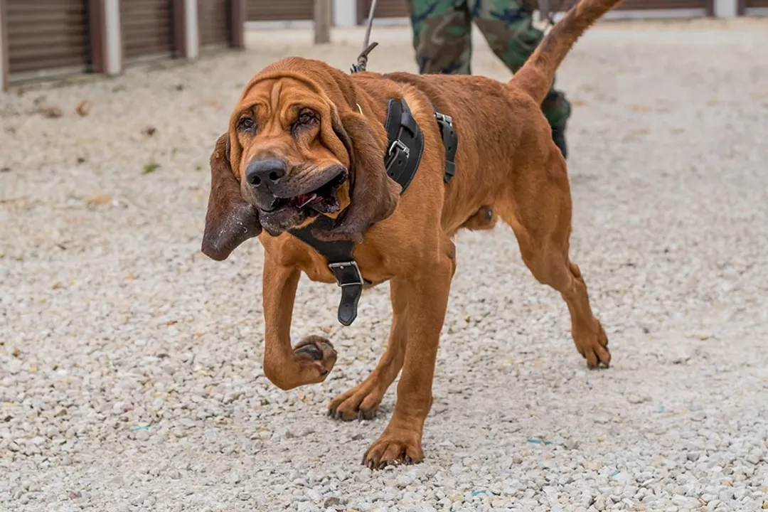 What is the rarest Bloodhound color?, Rarest Standard Hue