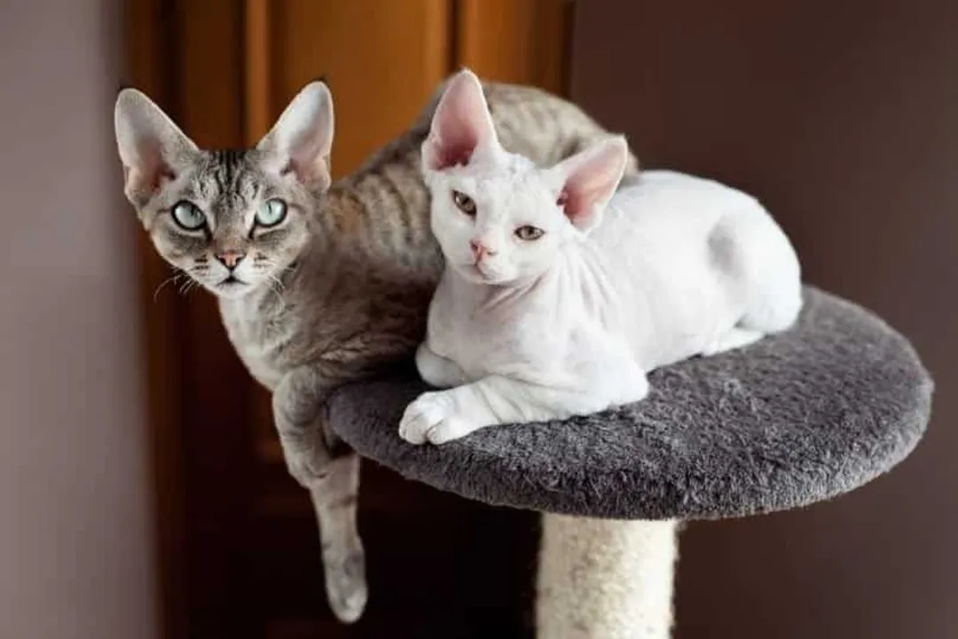 What is the rarest color of Devon Rex?