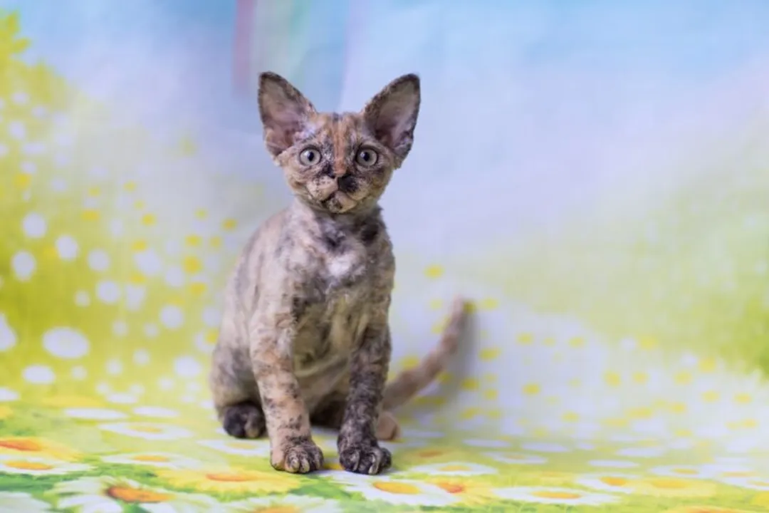 What is the rarest color of Devon Rex?, Color Acceptance