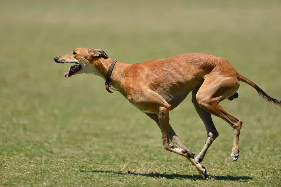 What is the rarest color of Italian Greyhound?, Identifying Rarest Hues