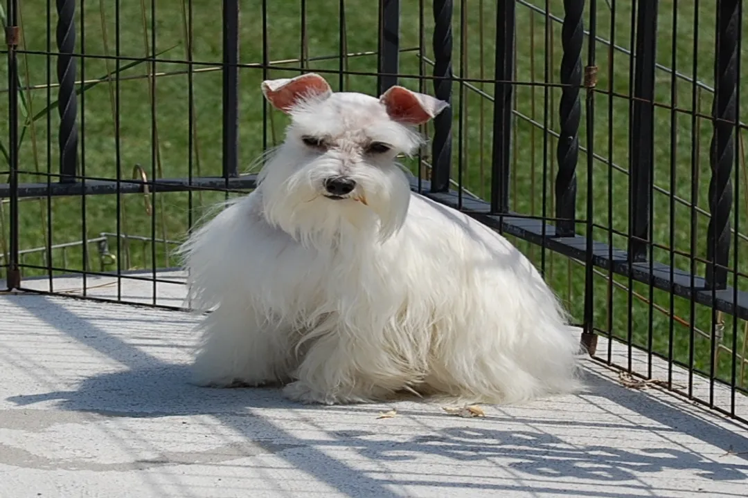 What is the rarest color of Schnauzer?, The Rarest Contender