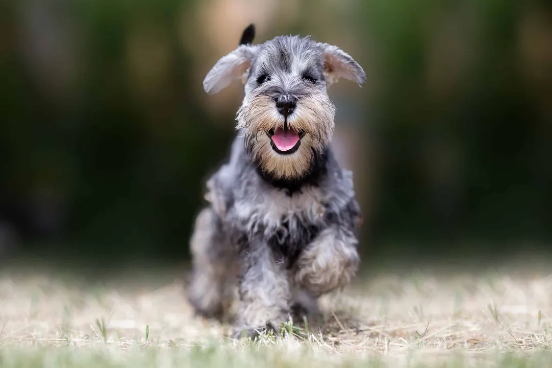 What is the rarest color of Schnauzer?, Nonstandard Shades