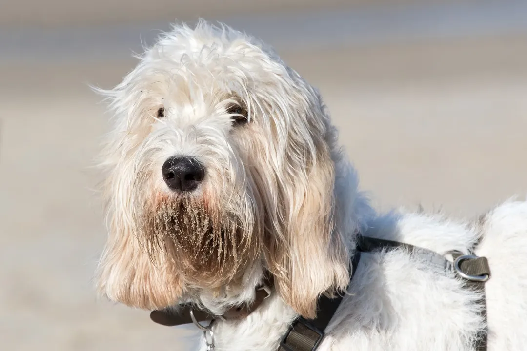 What is the rarest terrier dog breed?, Degrees of Scarcity