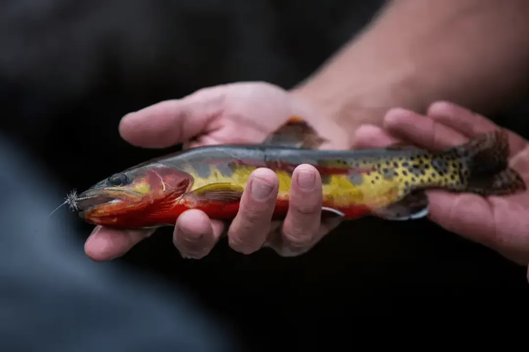 What is the rarest trout in the USA?, Restoration Focus