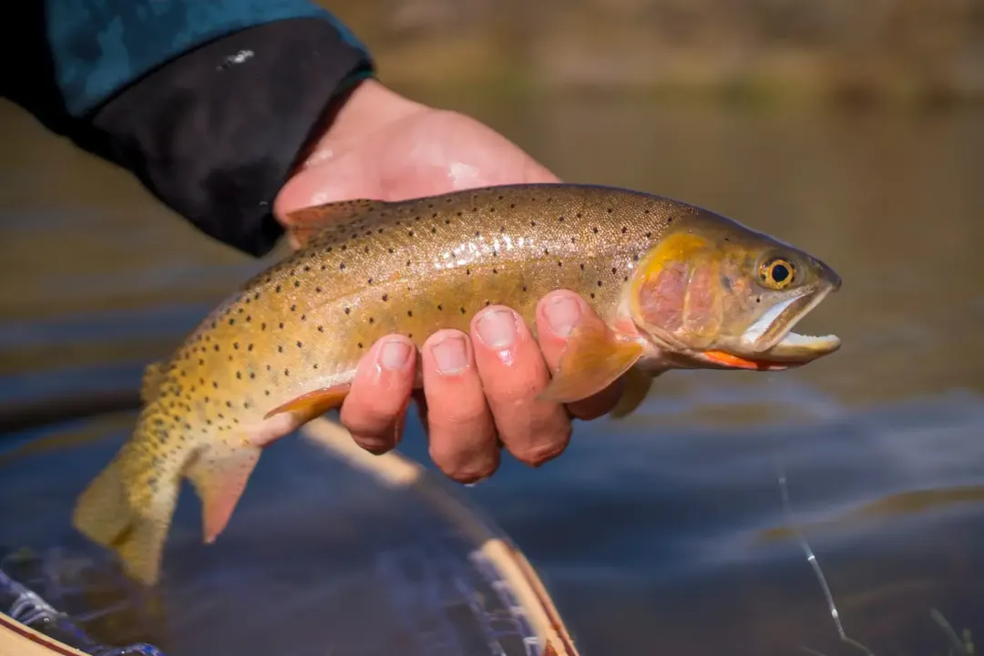What is the rarest trout in the USA?, Habitat Loss