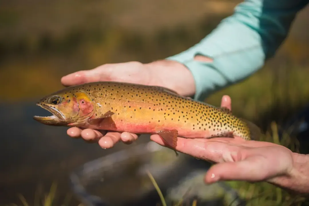 What is the rarest trout in the USA?, Cutthroat Markings