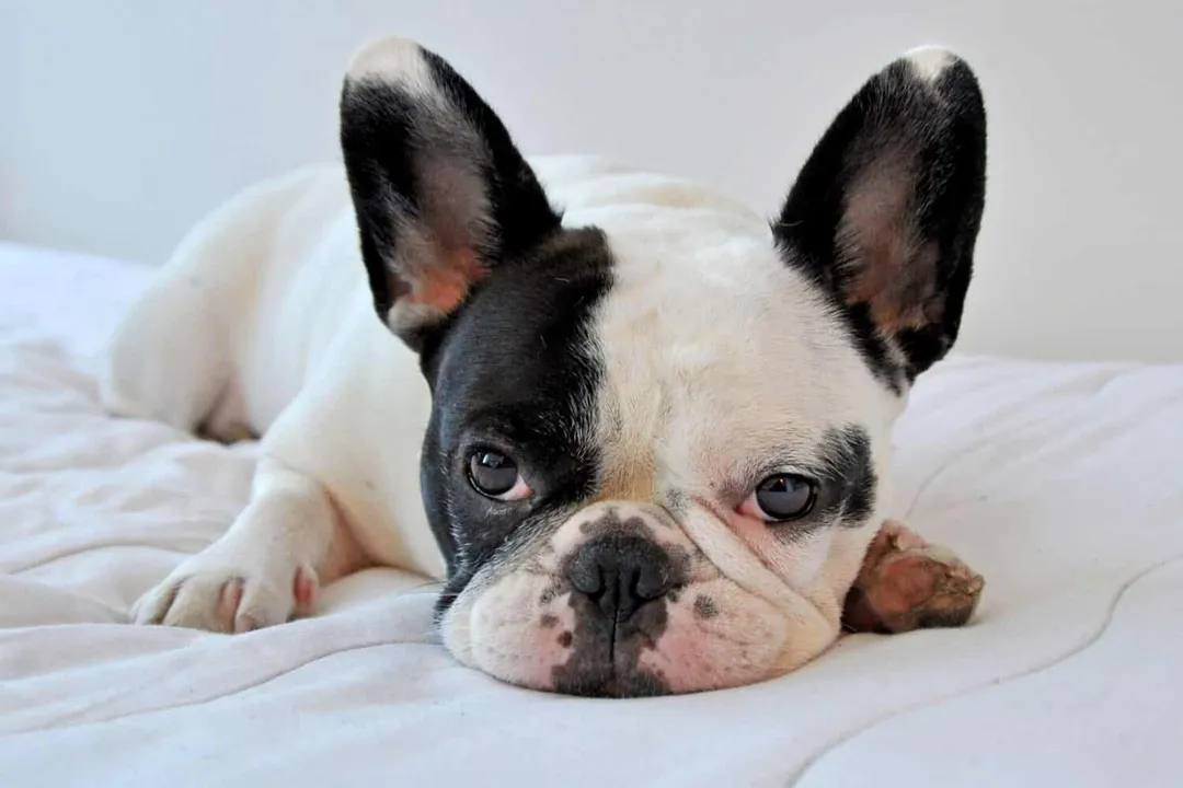 What is the rarest type of Bulldog?, Isabella Rarity