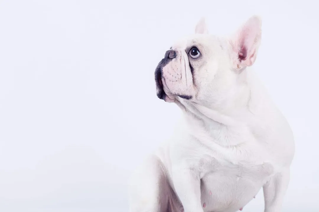 What is the rarest type of Bulldog?, Breed Variations