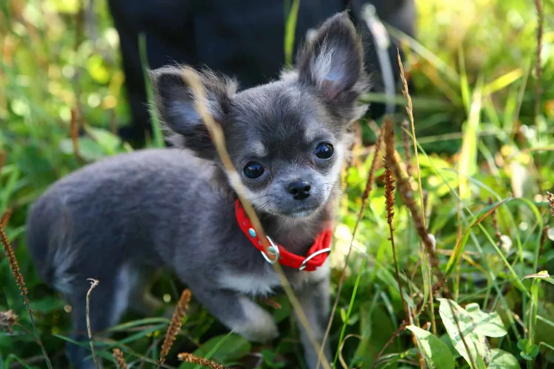 What is the rarest type of Chihuahua?, Rarest Shades