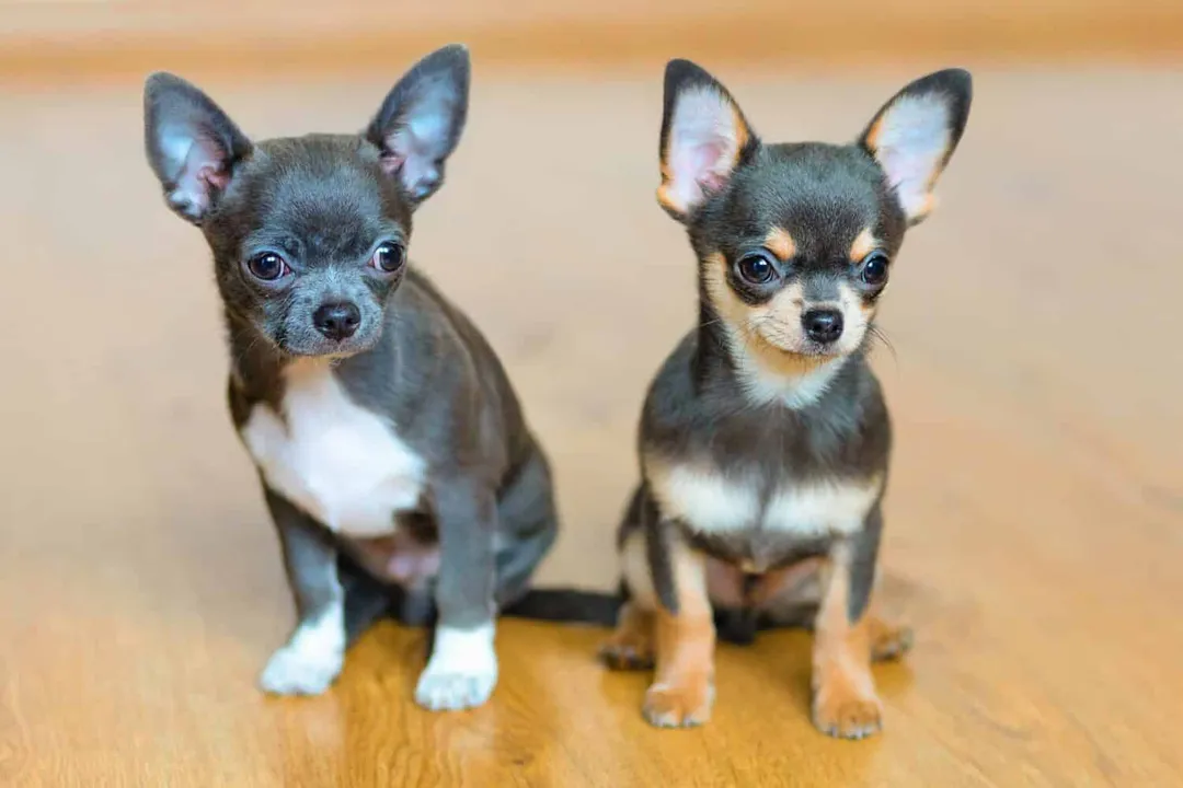 What is the rarest type of Chihuahua?, Coat Maintenance