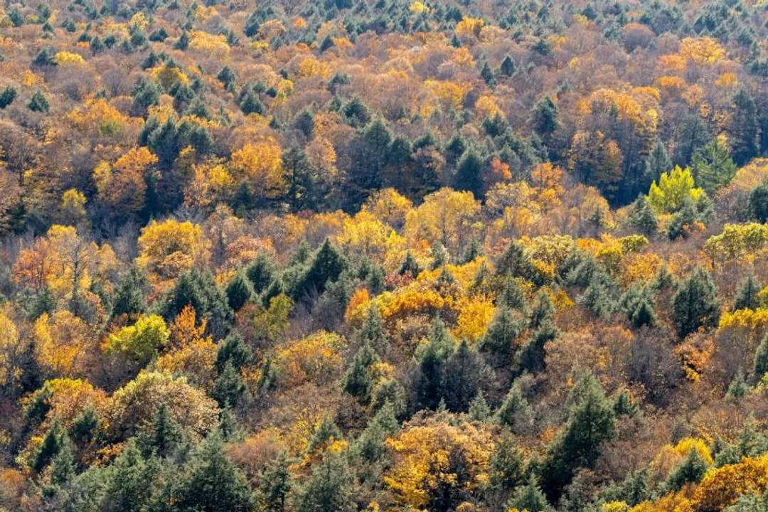 What is the rarest Warbler in the United States?, First Sightings