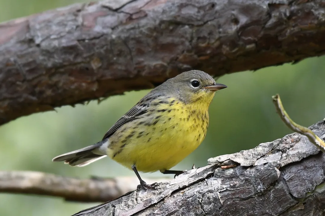 What is the rarest Warbler in the United States?, Specialized Home