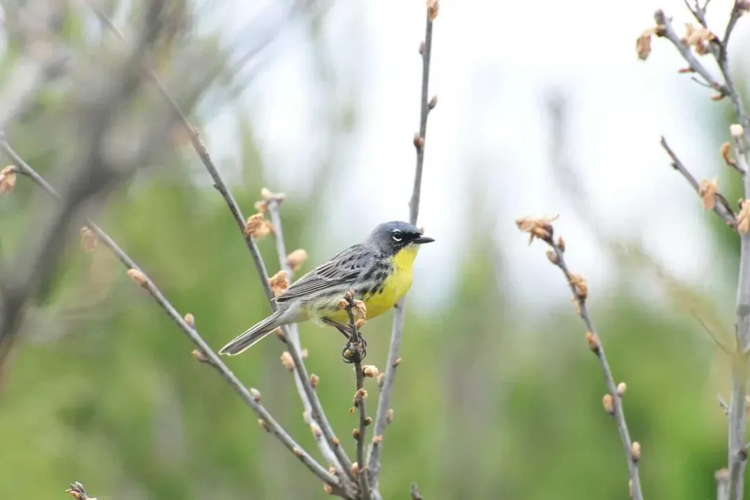 What is the rarest warbler in the world?, Description and Appearance