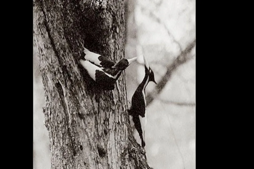 What is the rarest woodpecker?, Declining Numbers