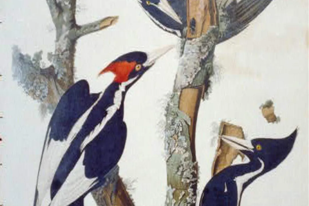 What is the rarest woodpecker?, Forest Home