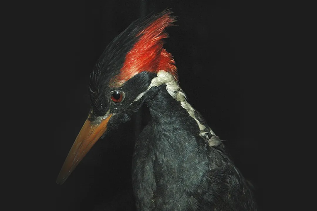 What is the rarest woodpecker?