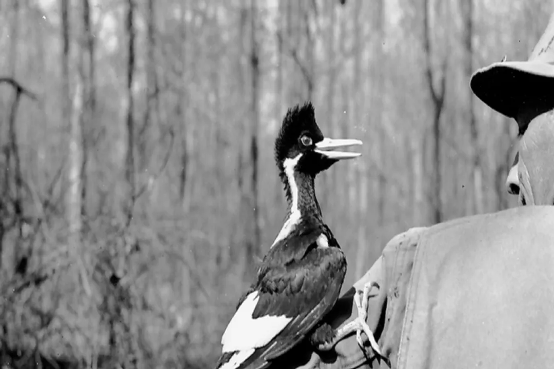 What is the rarest woodpecker?, Unique Soundscape