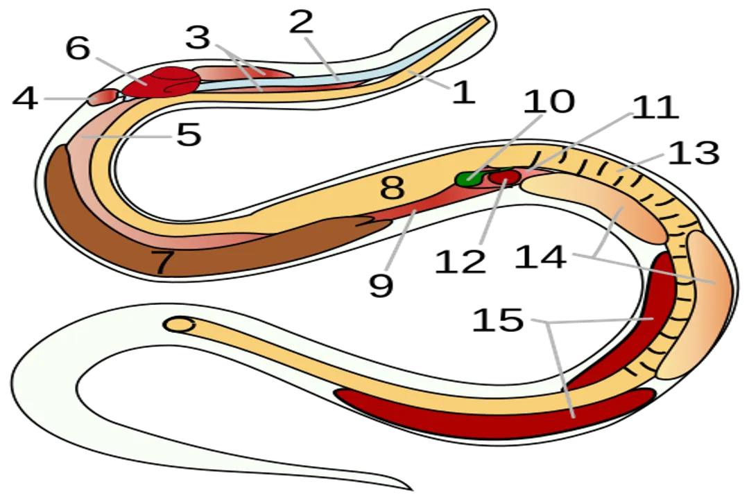 What is the scientific class of a snake?, Reptilian Characteristics