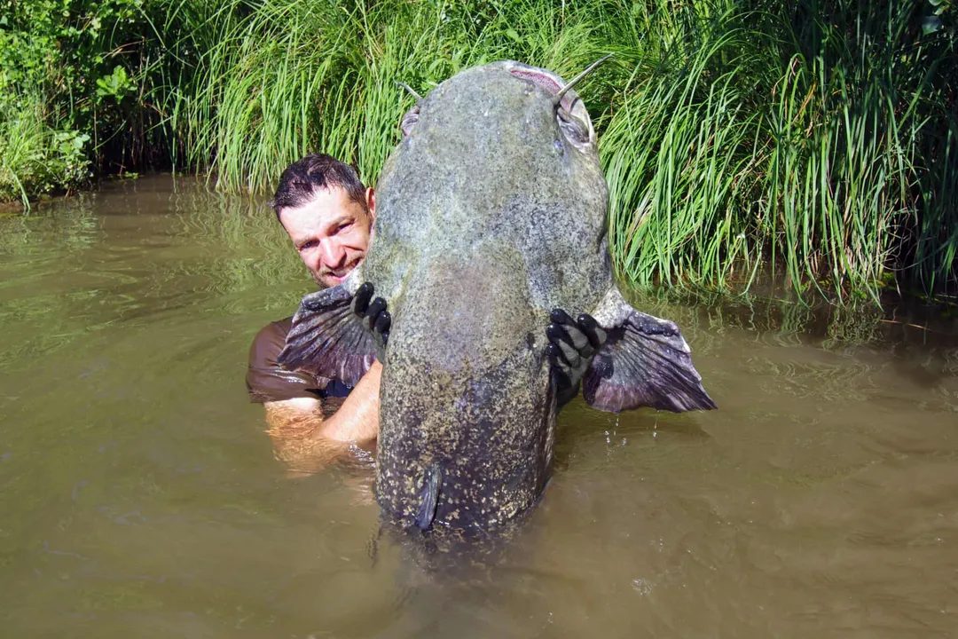 What is the scientific name for a catfish?, Global Classification Contrast