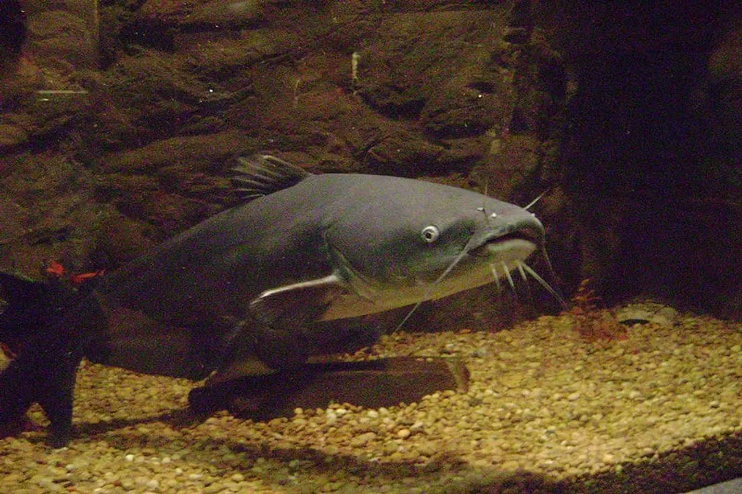 What is the scientific name for a catfish?, Major Families