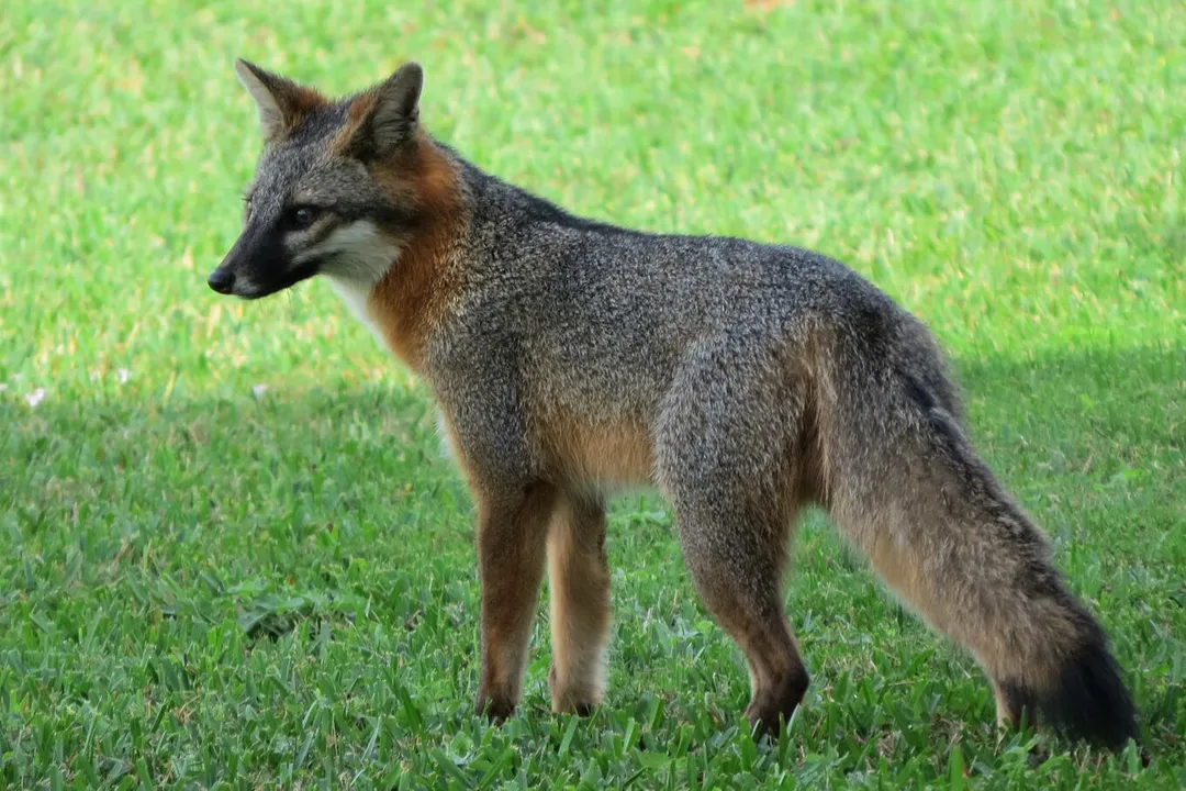 What is the scientific name for a gray fox?, Range and Distribution