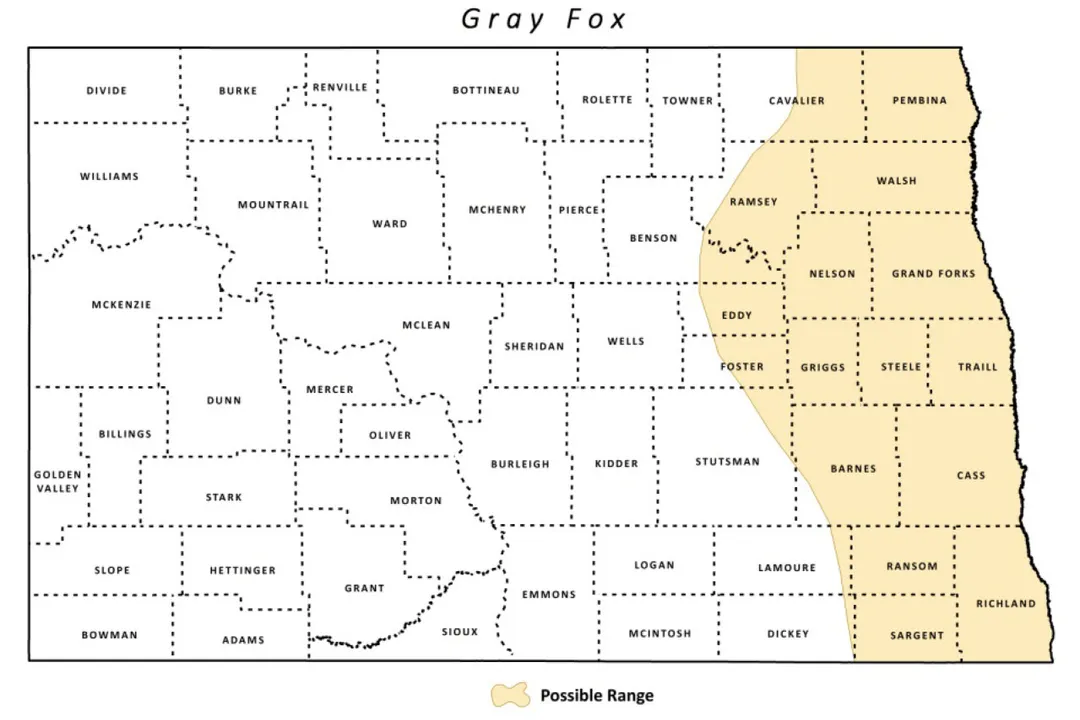 What is the scientific name for a gray fox?, Physical Markers