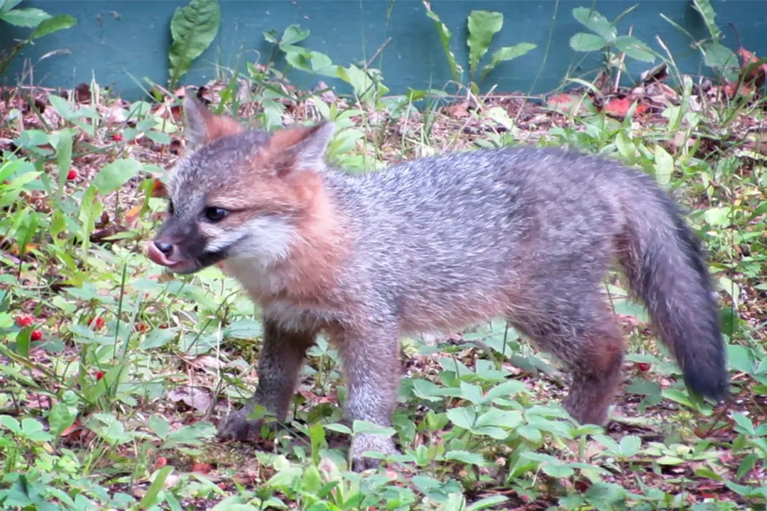 What is the scientific name for a gray fox?, Forest Acrobatics