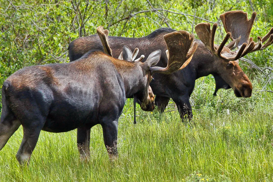 What is the scientific name for a moose?, Habitat and Behavior