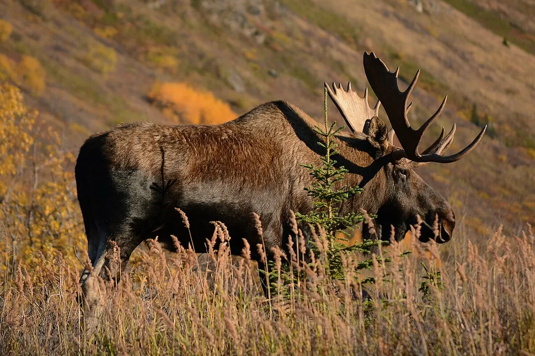 What is the formal binomial nomenclature for the animal commonly called a moose?