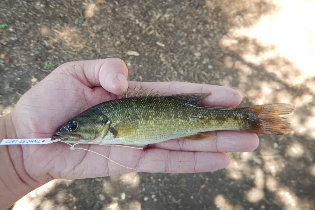 What is the scientific name for Guadalupe bass?, Taxonomy and Classification
