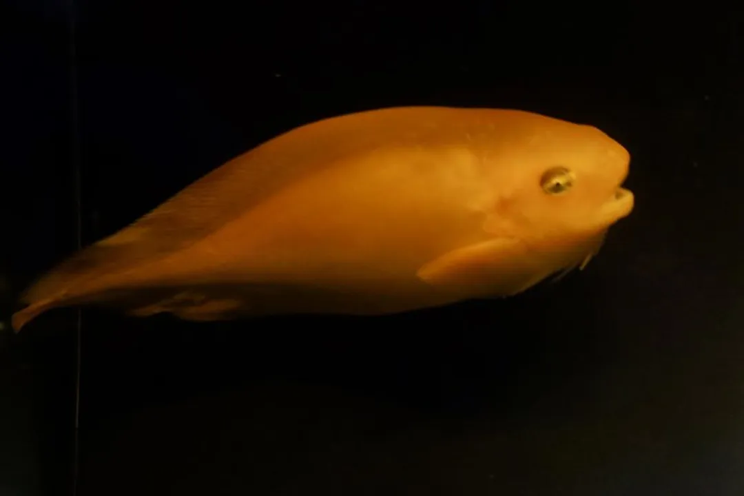 What is the scientific name for salmon snailfish?