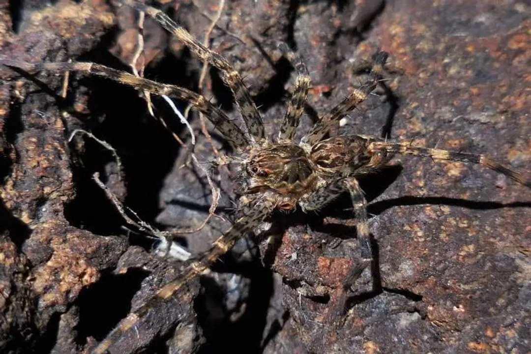 What is the scientific name for the giant fishing spider?, Scientific Naming