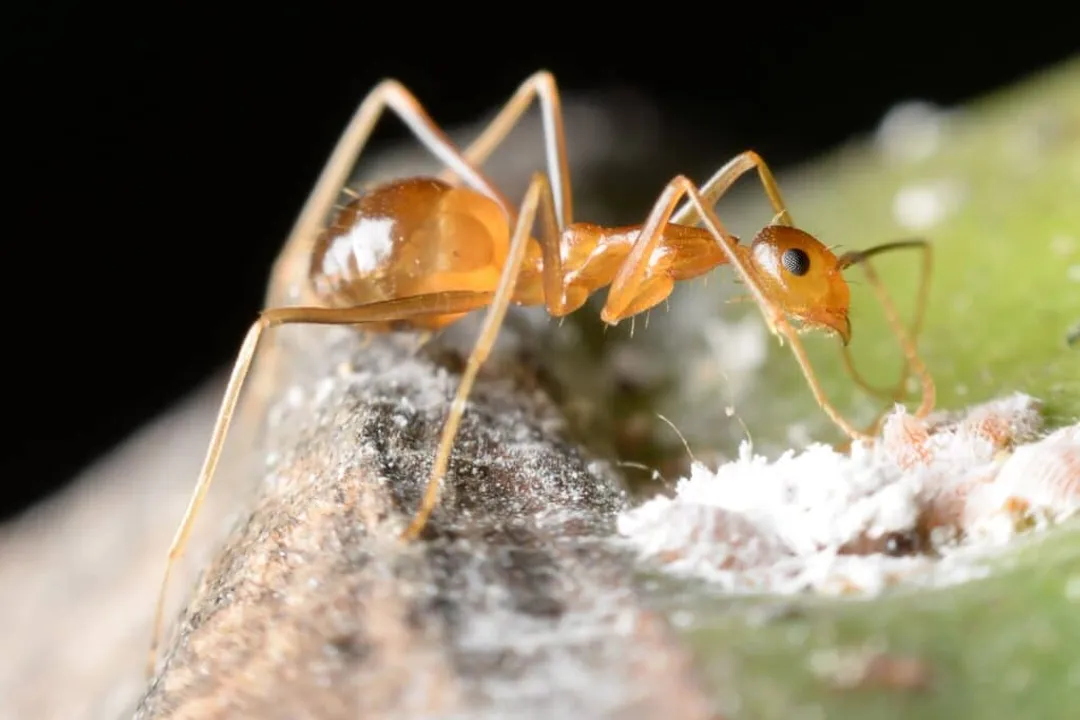 What is the scientific name for yellow crazy ants?