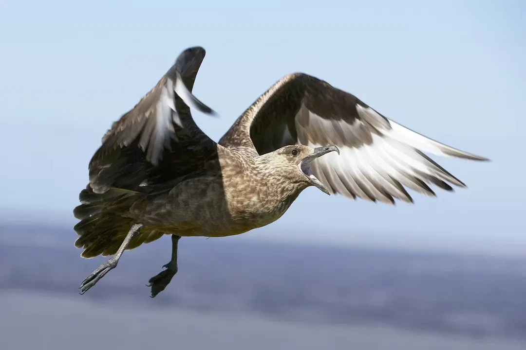 What is the scientific name of the Great Skua?, Species Epithet