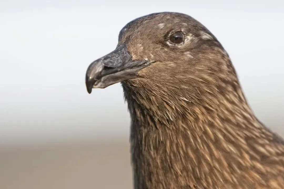 What is the formal scientific designation for the Great Skua?