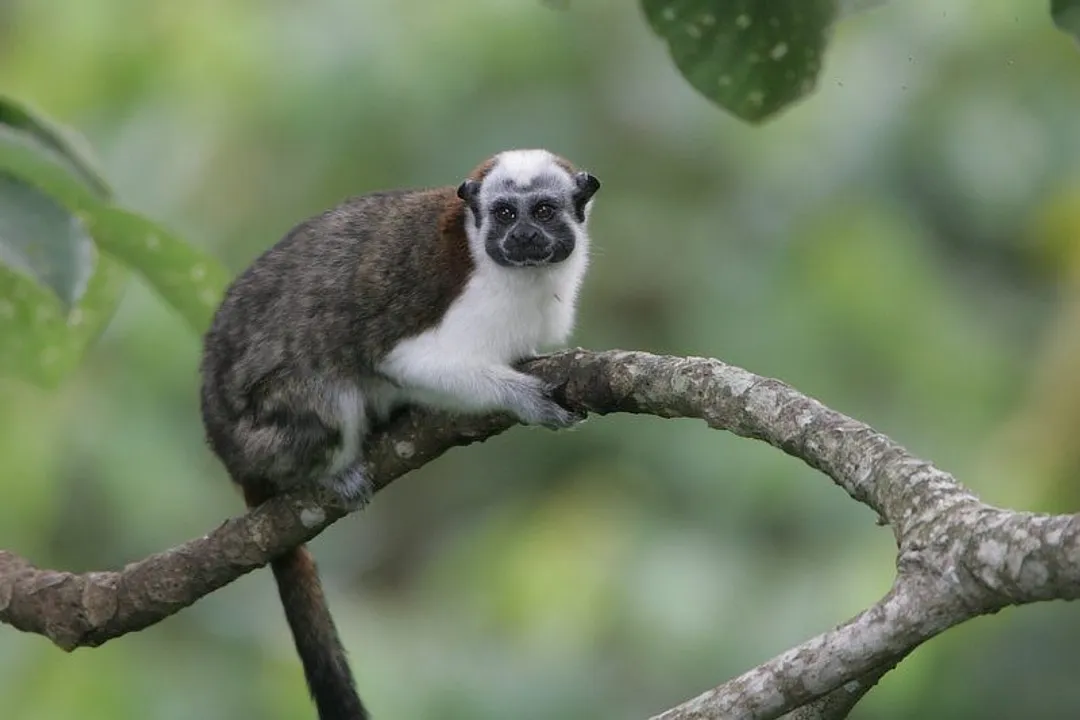 What is the smallest monkey in Panama?