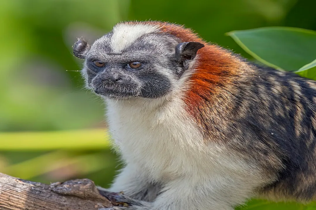 What is the smallest monkey in Panama?, Distinctive Look