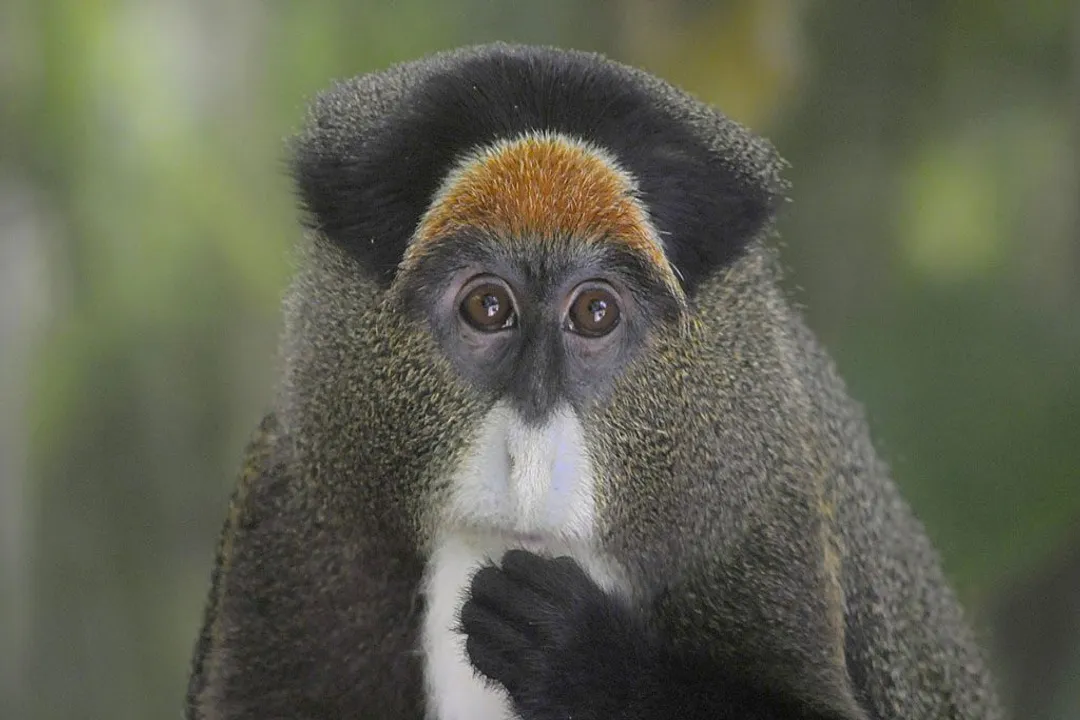 What is the status of the De Brazza monkey?, Social Order and Cues
