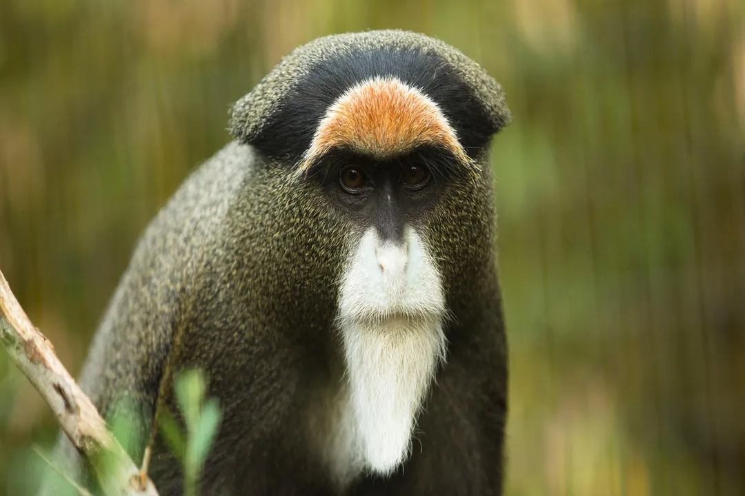 What is the status of the De Brazza monkey?, Counted Least Concern