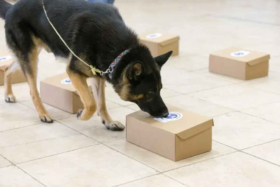 What is the taxonomic classification of a German Shepherd?, Mammalian Traits