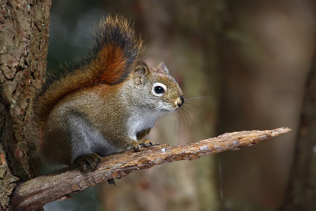 What is the taxonomic classification of a red squirrel?, Class Mammalia