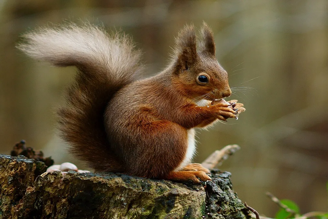 What is the taxonomic classification of a red squirrel?, Order Rodentia