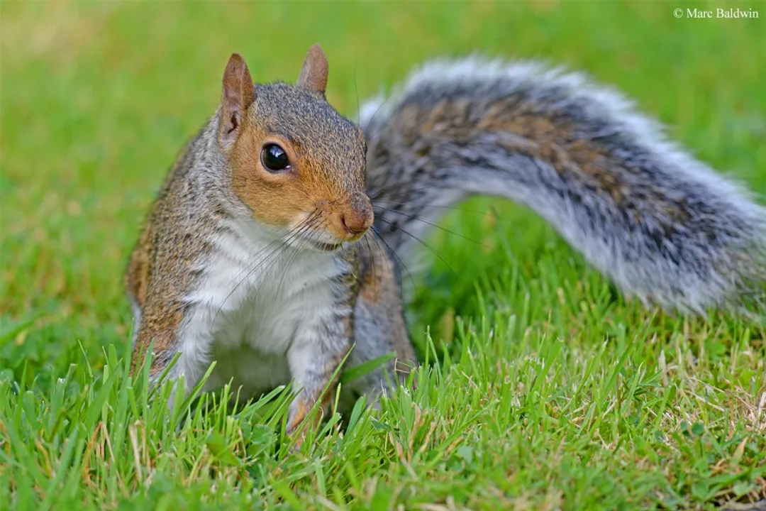 What is the taxonomic classification of a red squirrel?, Life Kingdom