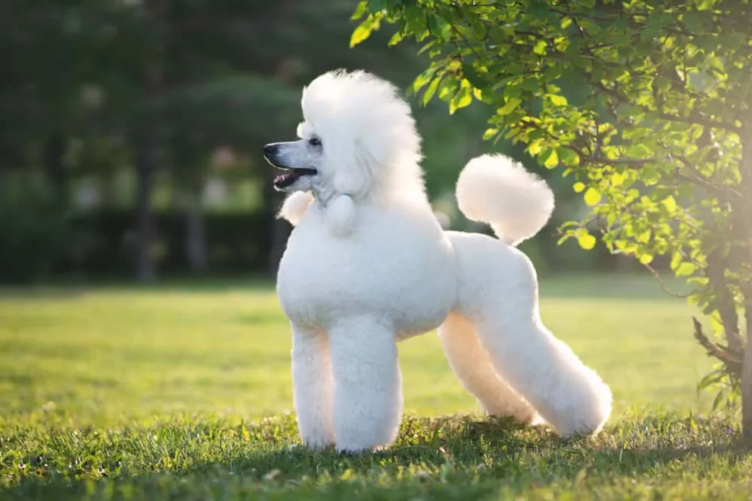 What is the taxonomy of a Poodle?