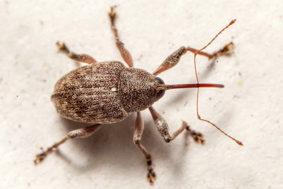 What is the taxonomy of the acorn weevil?, Genus Designation