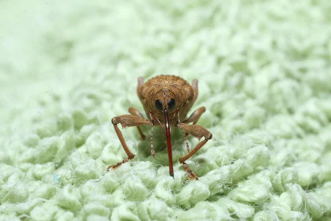 What is the taxonomy of the acorn weevil?, Beetle Order