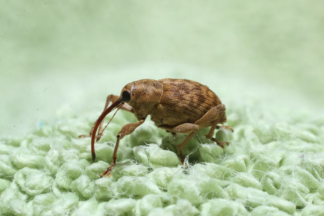 What is the taxonomy of the acorn weevil?, Snout Beetle Family
