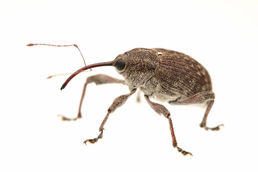What is the taxonomy of the acorn weevil?, High Classification